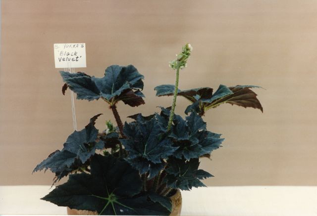 B. ‘Yorke's Black Velvet’